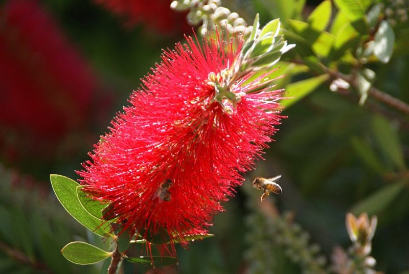 Zylinderputzer (Callistemon) und Honigbienen