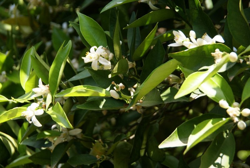Blüten eines Citrusbaumes