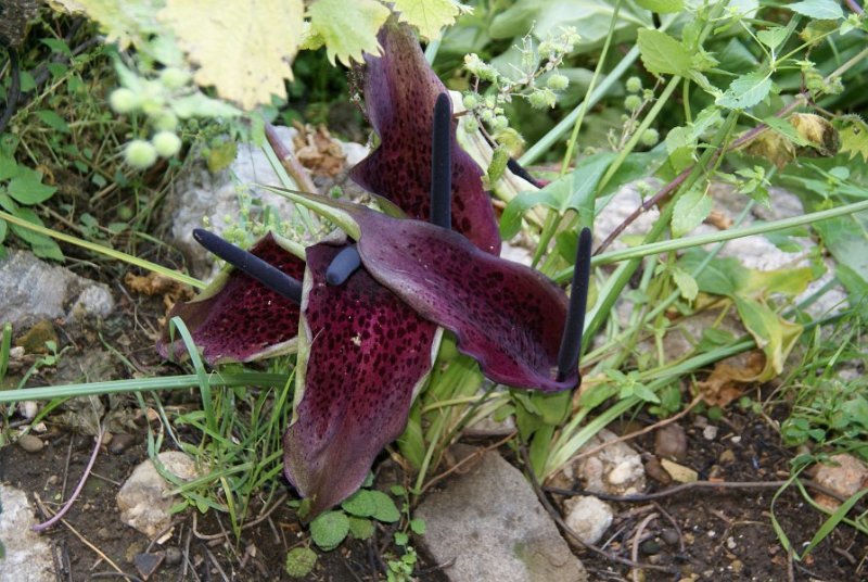 Aronstabgewächs (Araceae)