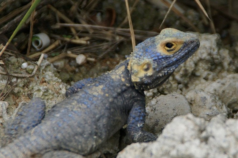 Hardun, Schleuderschwanz