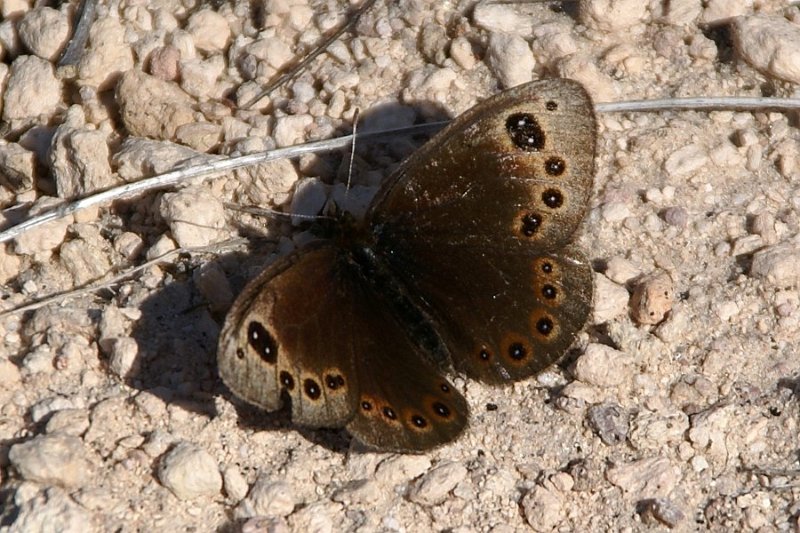 http://www.schmetterling-raupe.de/art/afra.htm - Dalmatian Ringlet (Proterebia afra)
