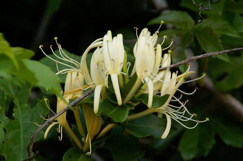 Jelängerjelieber, Geißblatt (Lonicera caprifolium)