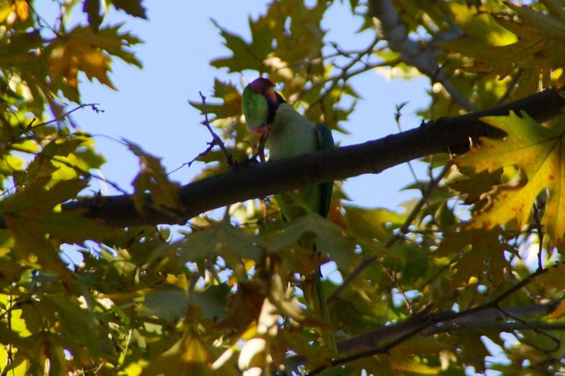 Papagei (Ara türkiye) im Park des Topkapı-Palastes kratzt sich am Kopf