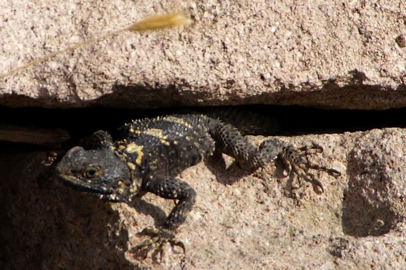 Hardun, Schleuderschwanz