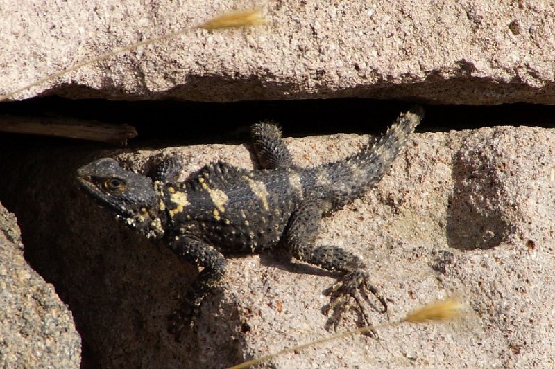 Hardun, Schleuderschwanz