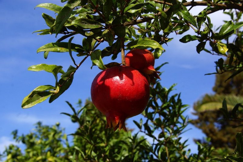 Granatapfel oder Grenadine (Punica granatum)