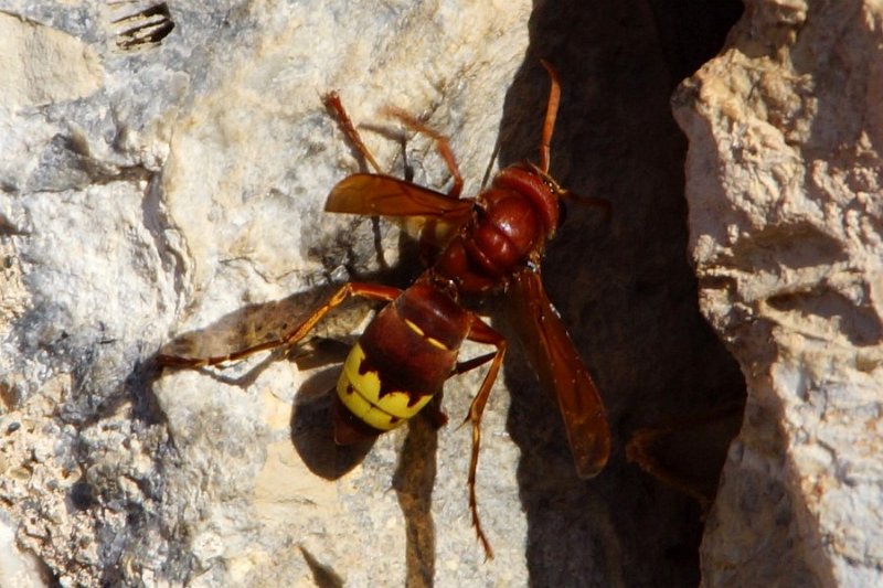 Orientalische Hornisse (Vespa orientalis)