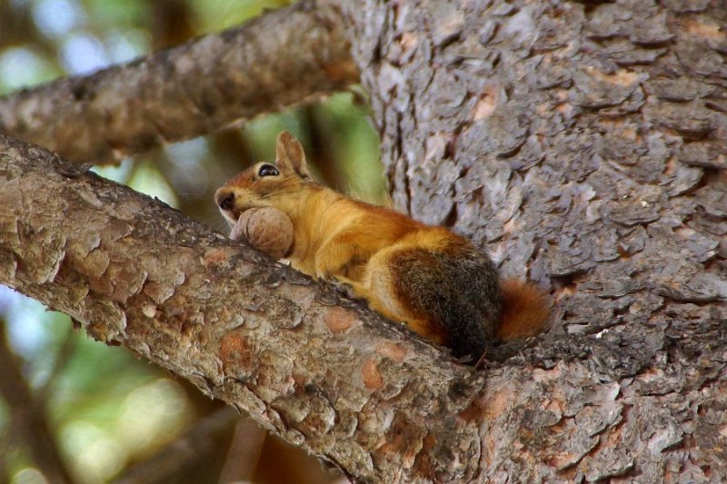  Kaukasisches Eichhörnchen (Sciurus anomalus)