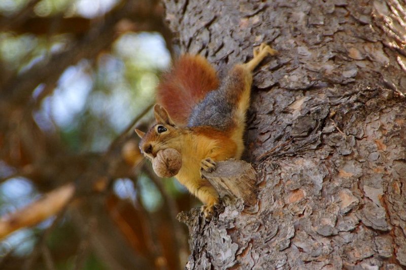  Kaukasisches Eichhörnchen (Sciurus anomalus)