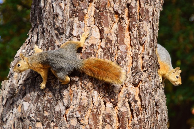 Kaukasisches Eichhörnchen (Sciurus anomalus)