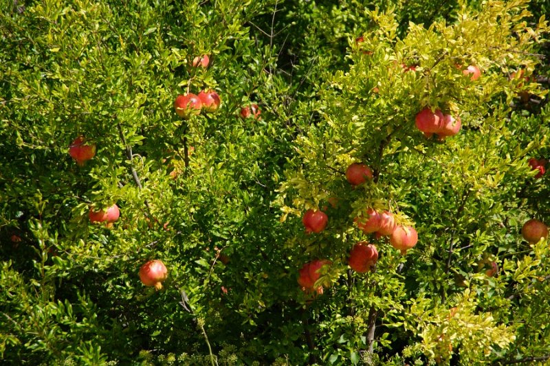 Granatapfel oder Grenadine (Punica granatum)