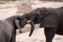 Halbstarke Elefanten