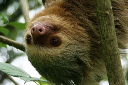 Hoffmann-Zweifingerfaultier