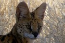 Serval
