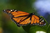 Monarch