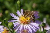 Arbeitsbiene auf Aster