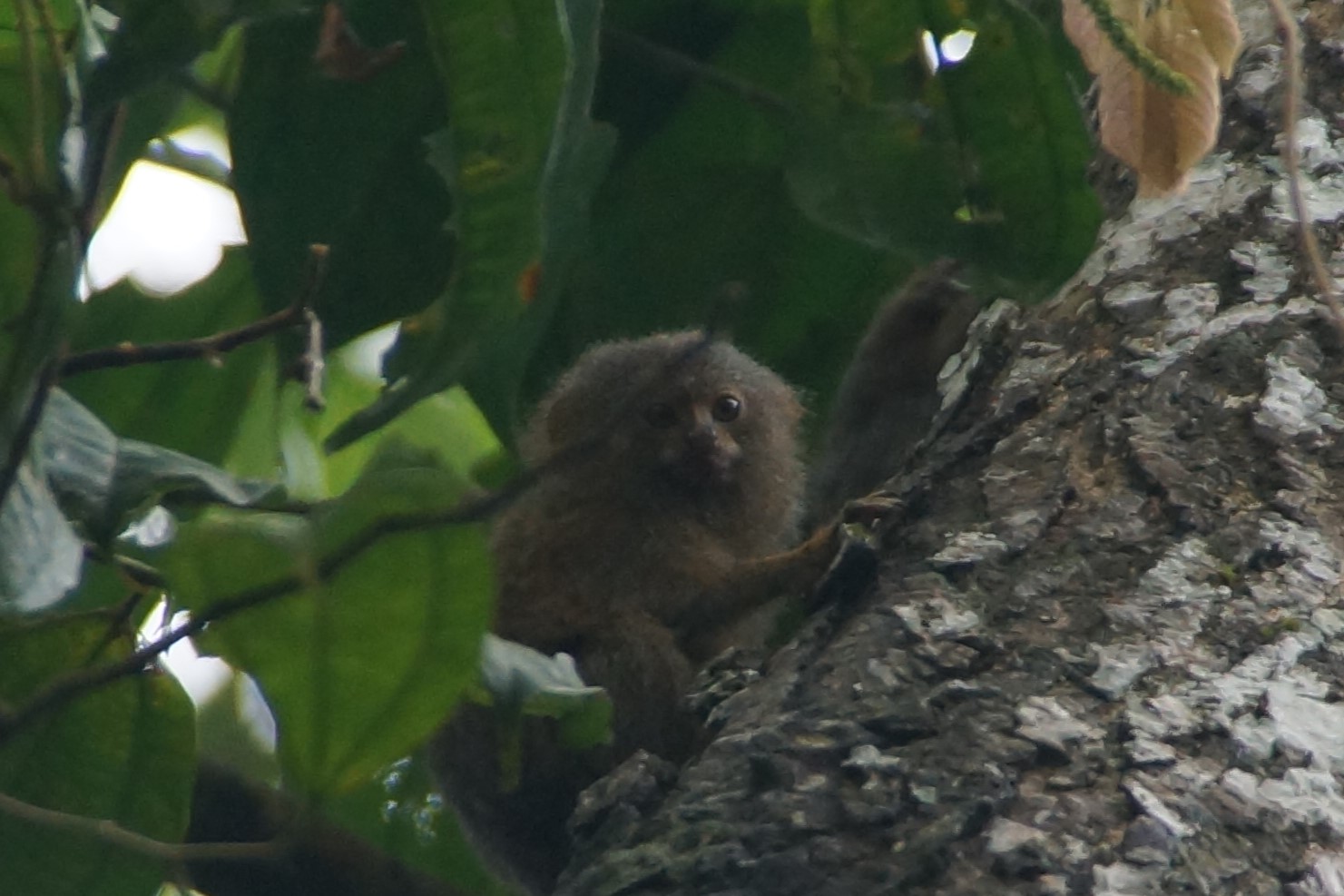 DSC07637 Der kleinste Affe der Welt