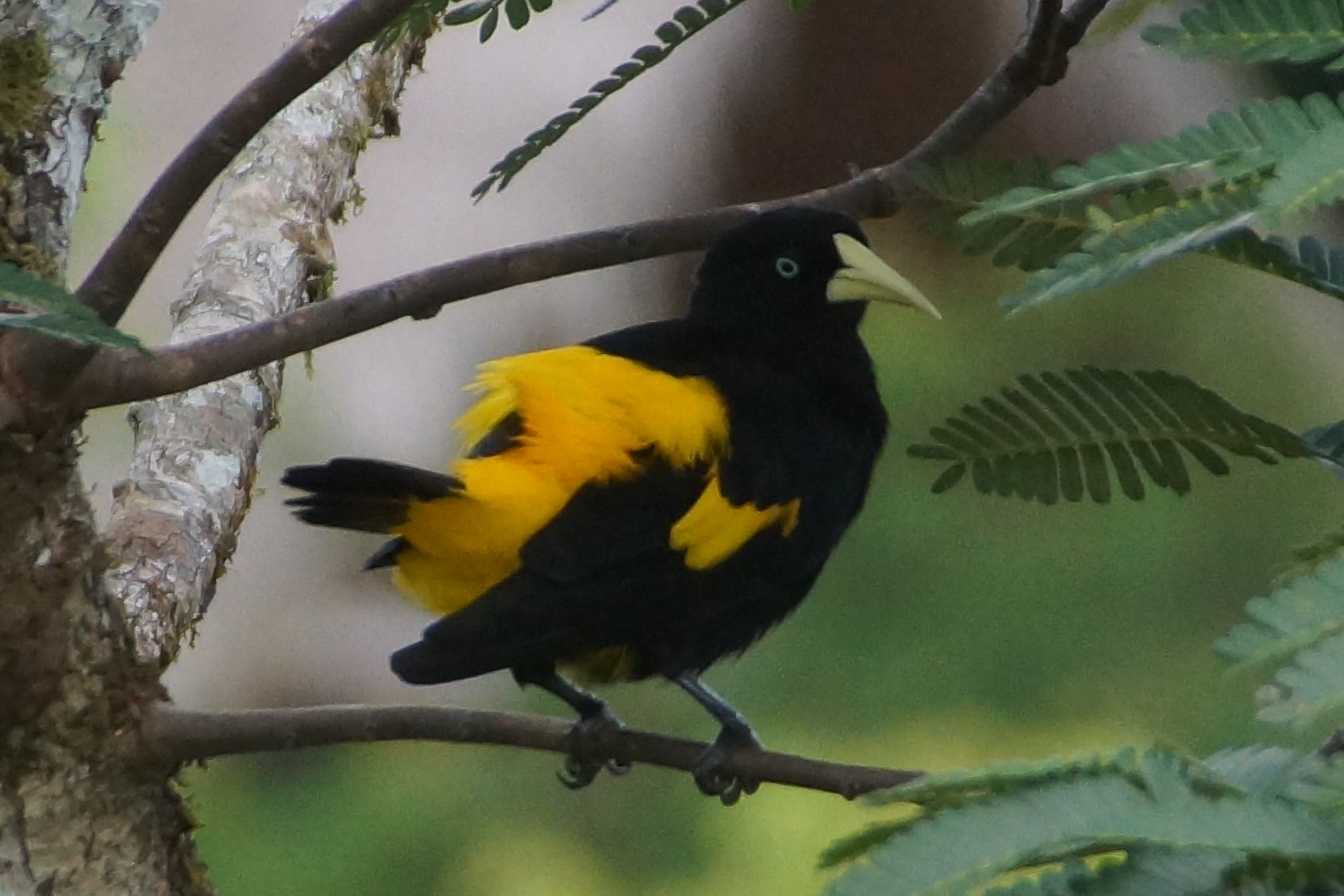 Gelber Vogel DSC07678