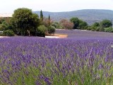 Lavendel