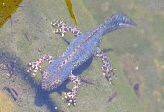 Bergmolch,Triturus alpestris