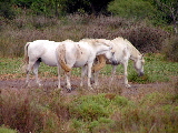 Wildpferde der Camargue