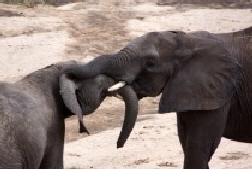 Halbstarke Elefanten