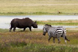Nashorn und Zebra