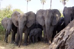 Von Elefanten eingeschlossen